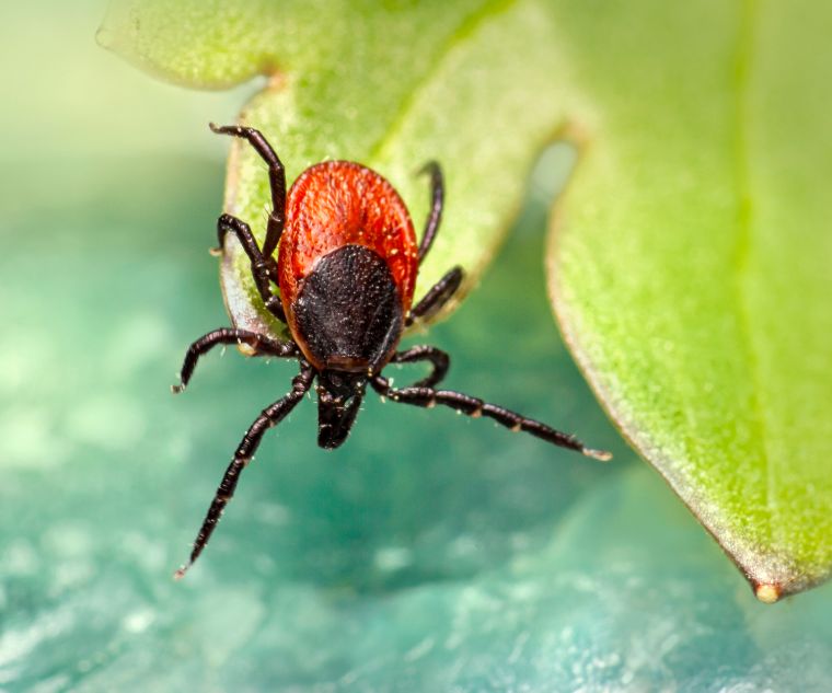 The Tick-Borne Disease Babesiosis Can Cause Neurological Symptoms